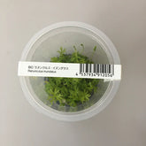 ADA 鹿角矮珍珠 Ranaculus innunduatus IC296